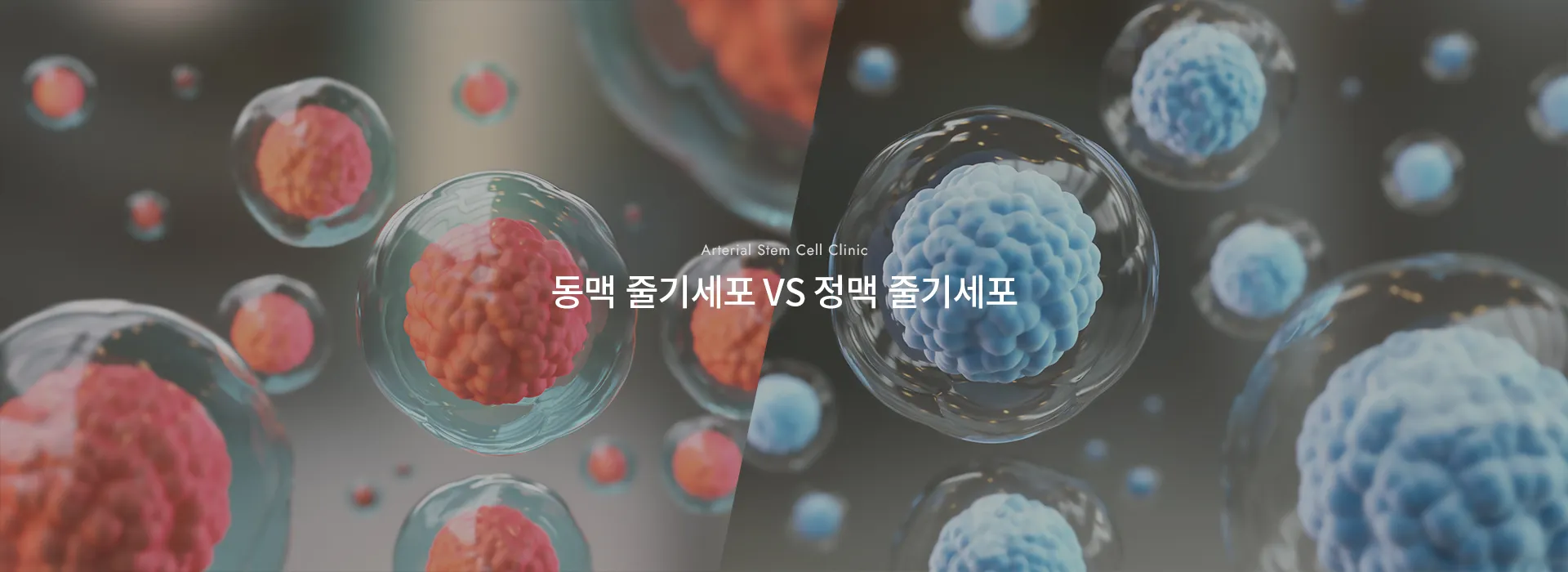 Arterial Stem Cell Clinic · 동맥 줄기세포 VS 정맥 줄기세포